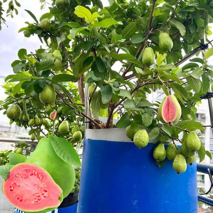 🍈 Dilyhbu Tropical Guava Growing Kit – Grow Sweet Exotic Guava at Home-8POP