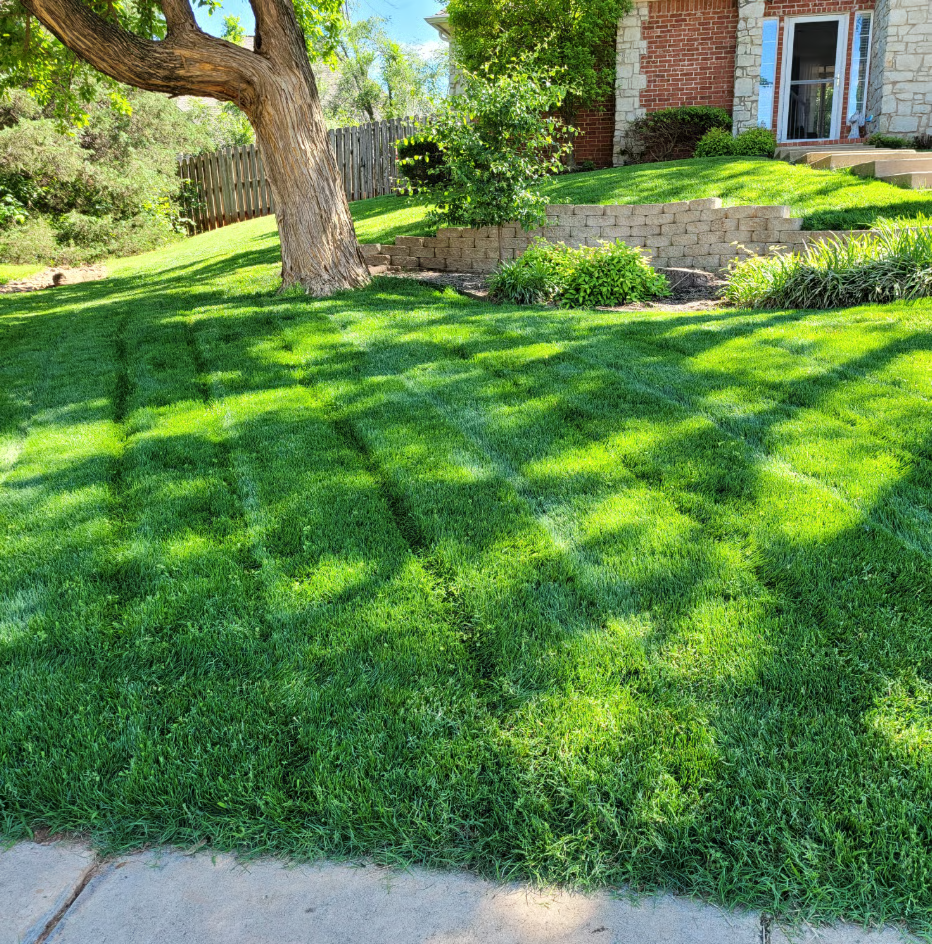 🌱 Premium Evergreen Dwarf Grass Seed – Stay Green Through All Four Seasons-8POP