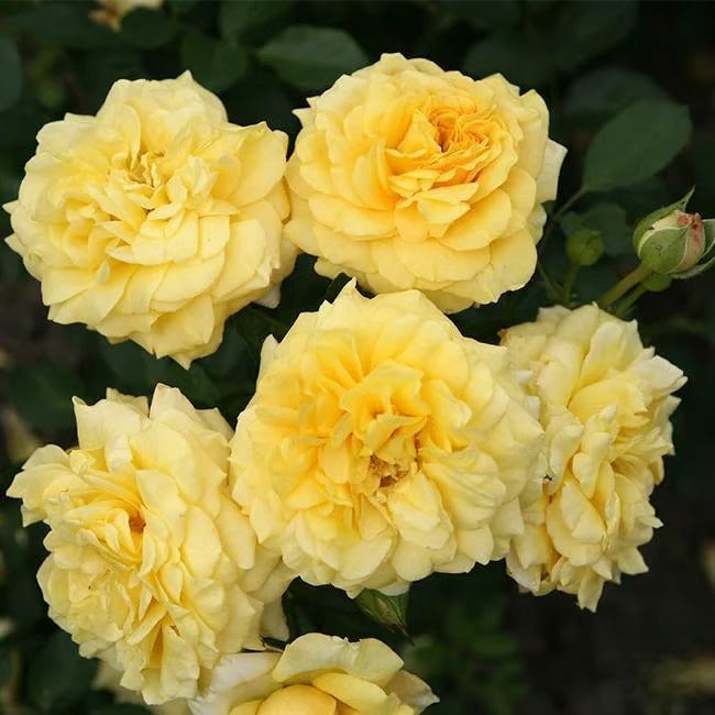 🌸🏆 75K+ SOLD! - Rare Rosa Eden Climbing Rose Seeds — Easy to Grow, Fragrant, Perennial Blooms - 8POP