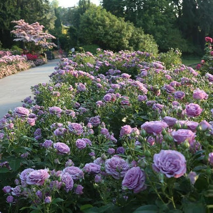 🌸🏆 75K+ SOLD! - Rare Rosa Eden Climbing Rose Seeds — Easy to Grow, Fragrant, Perennial Blooms - 8POP