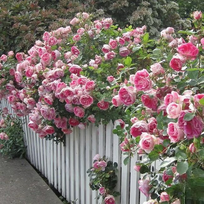 🌸🏆 75K+ SOLD! - Rare Rosa Eden Climbing Rose Seeds — Easy to Grow, Fragrant, Perennial Blooms - 8POP
