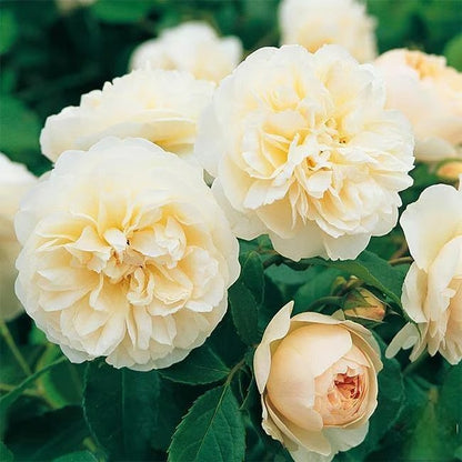 🌸🏆 75K+ SOLD! - Rare Rosa Eden Climbing Rose Seeds — Easy to Grow, Fragrant, Perennial Blooms - 8POP