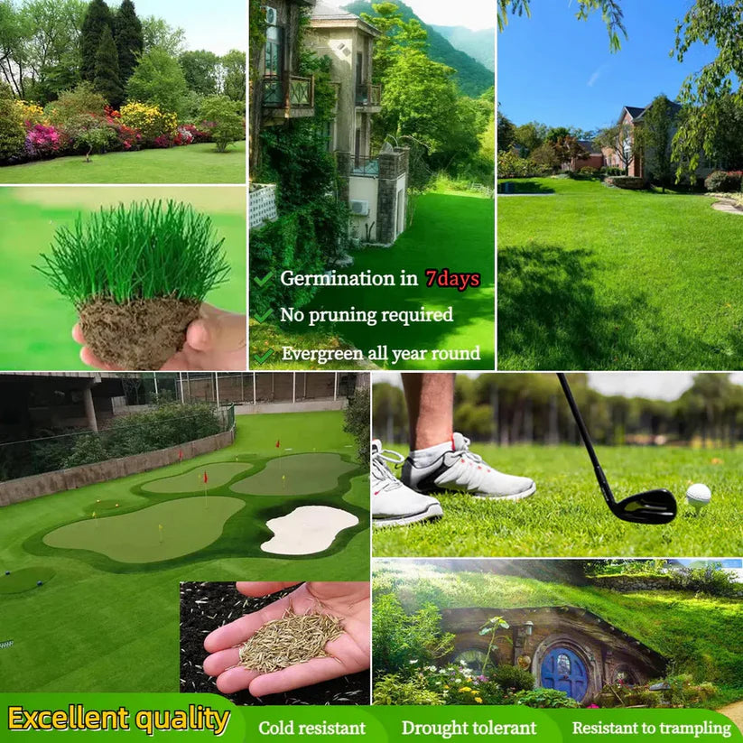 Bring Your Lawn Back to Life 🔥🌱2026 Evergreen Dwarf Grass Seed for Four Seasons-8POP