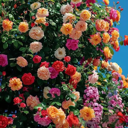 🌸🏆 75K+ SOLD! - Rare Rosa Eden Climbing Rose Seeds — Easy to Grow, Fragrant, Perennial Blooms - 8POP