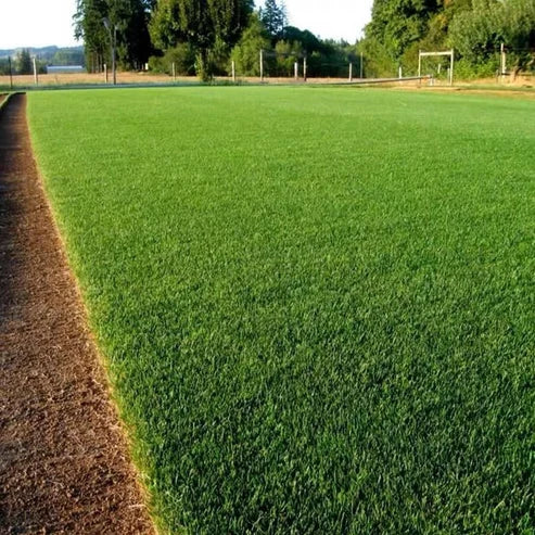 Bring Your Lawn Back to Life 🔥🌱2026 Evergreen Dwarf Grass Seed for Four Seasons-8POP