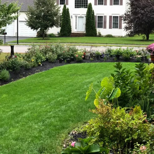 Bring Your Lawn Back to Life 🔥🌱2026 Evergreen Dwarf Grass Seed for Four Seasons-8POP