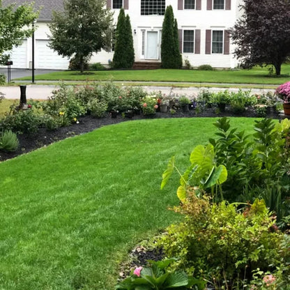 Bring Your Lawn Back to Life 🔥🌱2026 Evergreen Dwarf Grass Seed for Four Seasons-8POP
