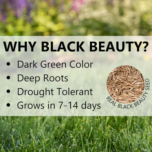 Bring Your Lawn Back to Life 🔥🌱2026 Evergreen Dwarf Grass Seed for Four Seasons-8POP