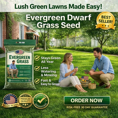 Bring Your Lawn Back to Life 🔥🌱2026 Evergreen Dwarf Grass Seed for Four Seasons-8POP