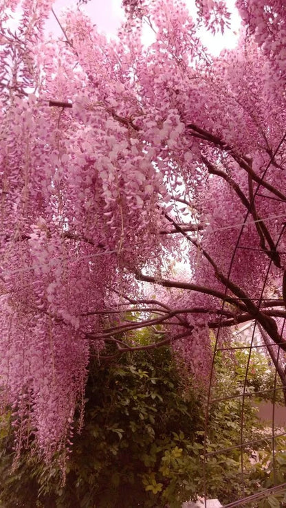 🌸WISTERIA Seeds - THE GARDEN’S CASCADING BEAUTY ALL YEAR ROUND-8POP
