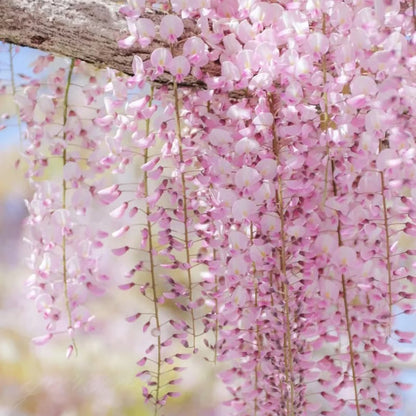 🌸WISTERIA Seeds - THE GARDEN’S CASCADING BEAUTY ALL YEAR ROUND-8POP